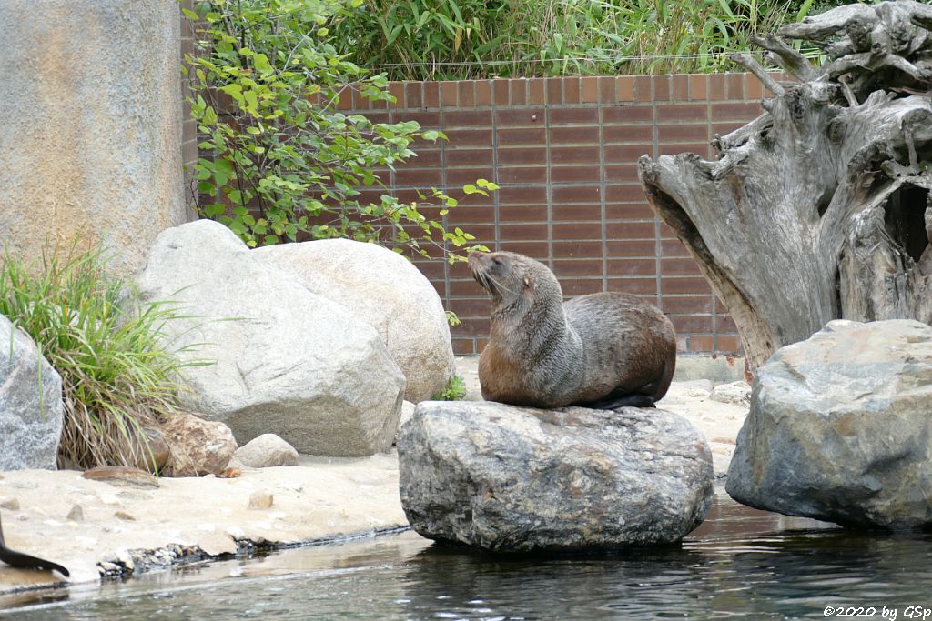 Südafrikanischer Seebär (Zwergseebär, Kap-Seebär) LIPPI