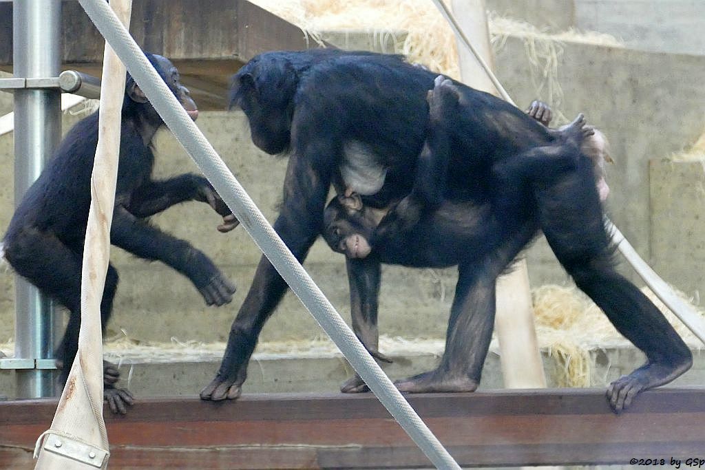 Bonobo (Zwergschimpanse)