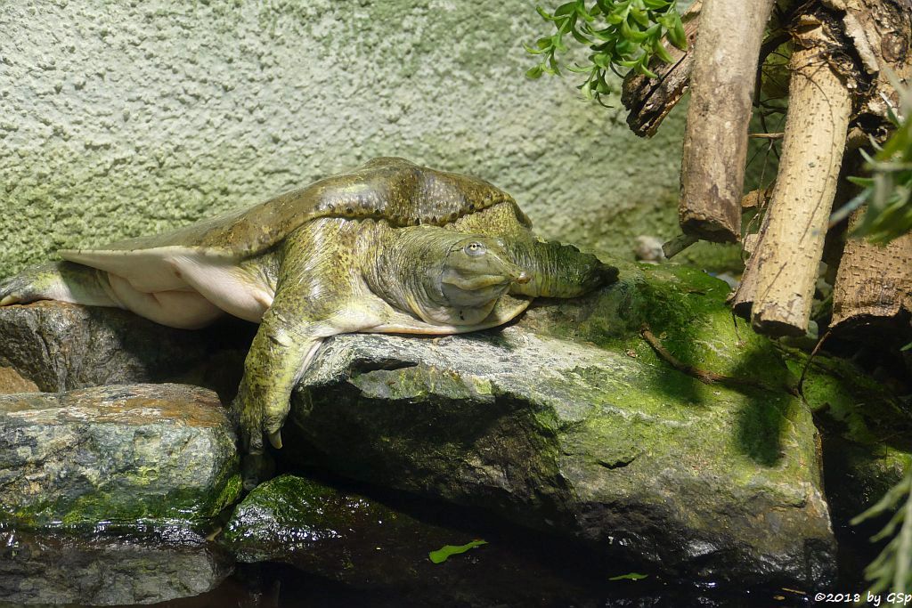 Dornrand-Weichschildkröte (Dornenrand-Weichschildkröte)