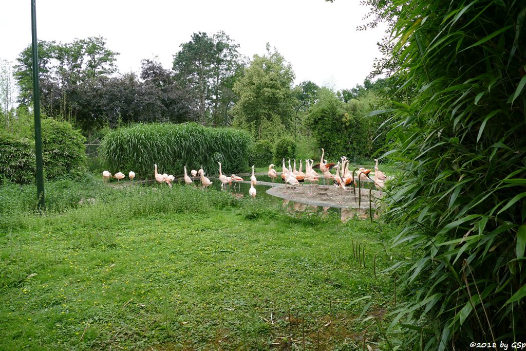 Chileflamingo (Chilenischer Flamingo)