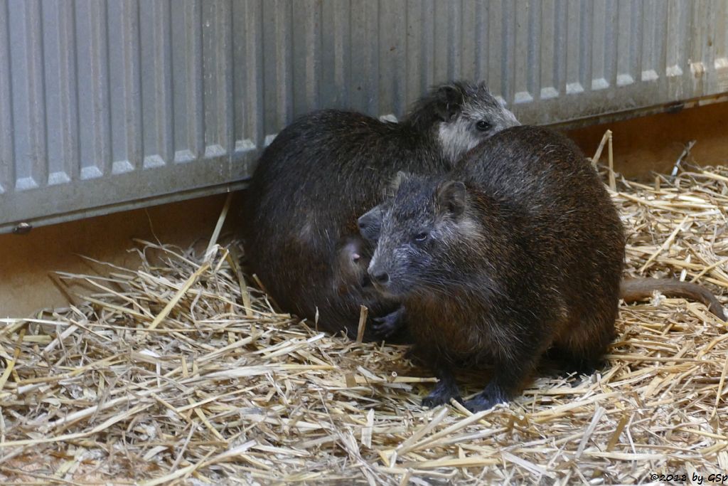 Hutiaconga (Kuba-Baumratte, Kuba-Ferkelratte)