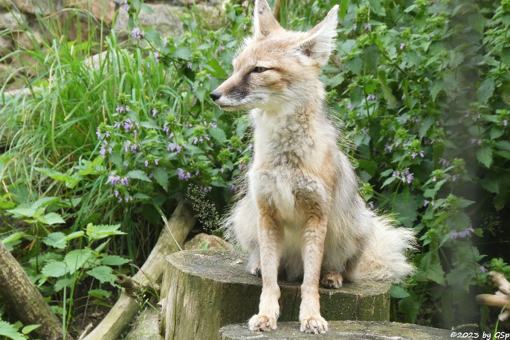 Korsak (Steppenfuchs)