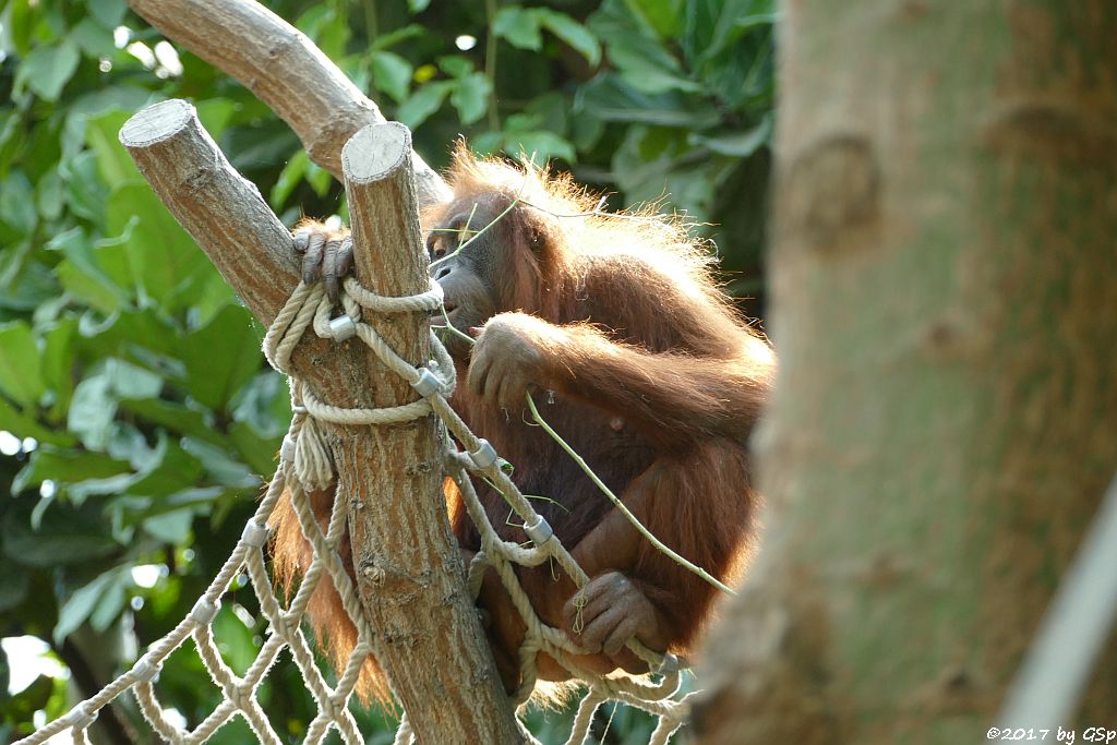 Sumatra-Orang-Utan