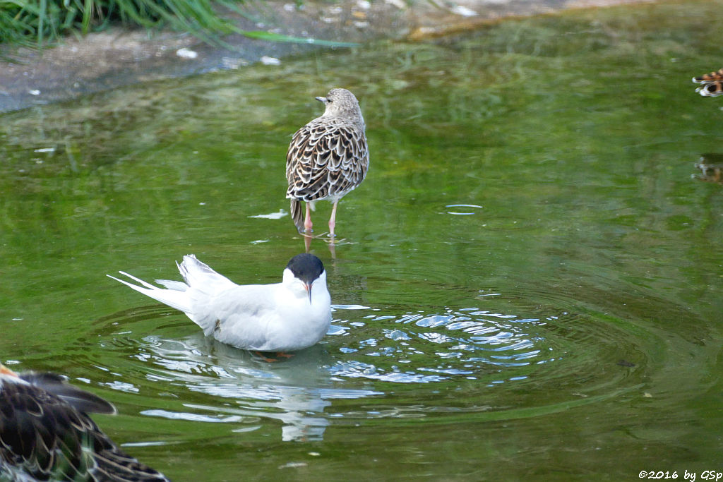 Fluss-Seeschwalbe, Kampfläufer