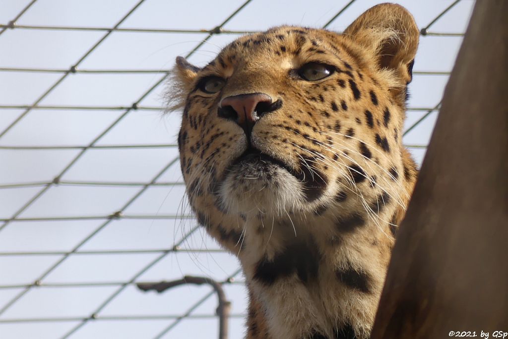 Chinaleopard (Nordchinesischer Leopard)