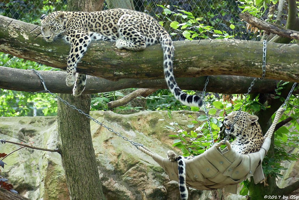 Nordpersischer Leopard (Afghanischer Leopard)