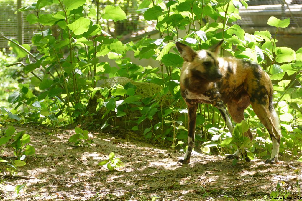 Afrikanischer Wildhund (Hyänenhund, Picassohund)