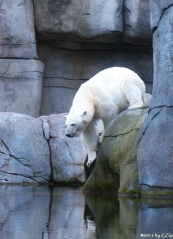 Eisbär