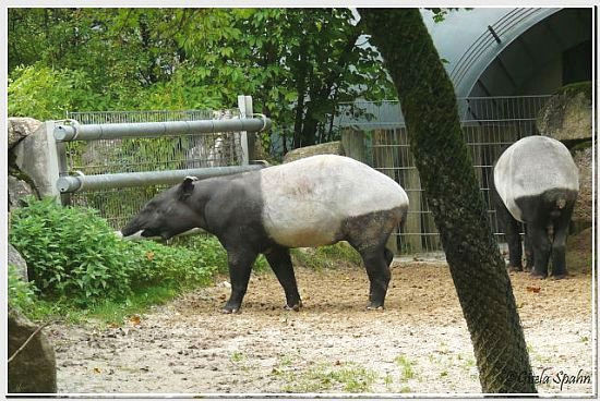 Schabrackentapir