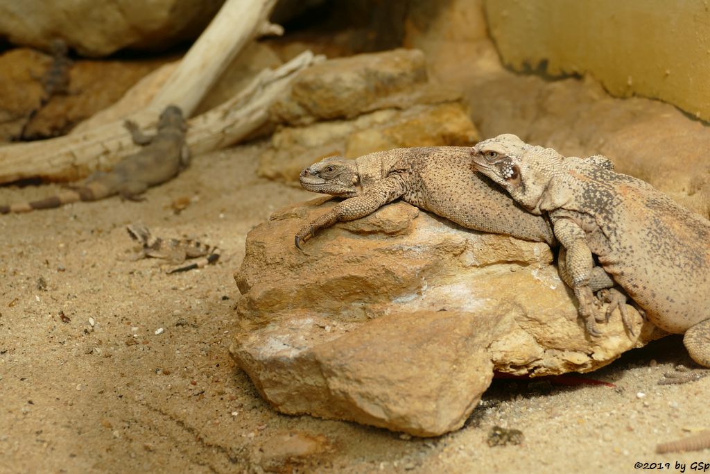 Chuckwalla