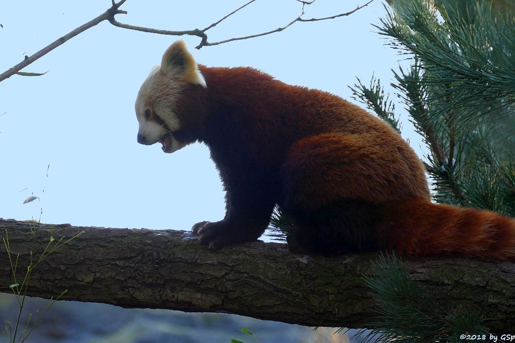 Westlicher Kleiner Panda (Westlicher Katzenbär, Nepalesischer Roter Panda)