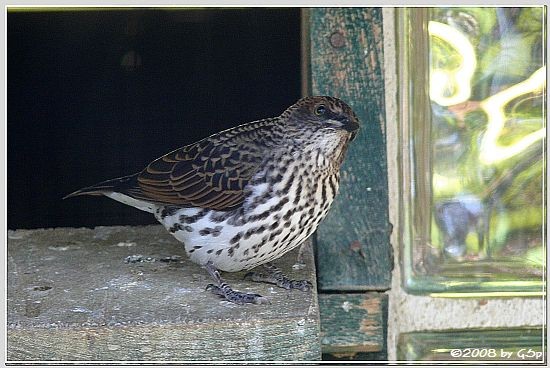 Chucar-Steinhuhn