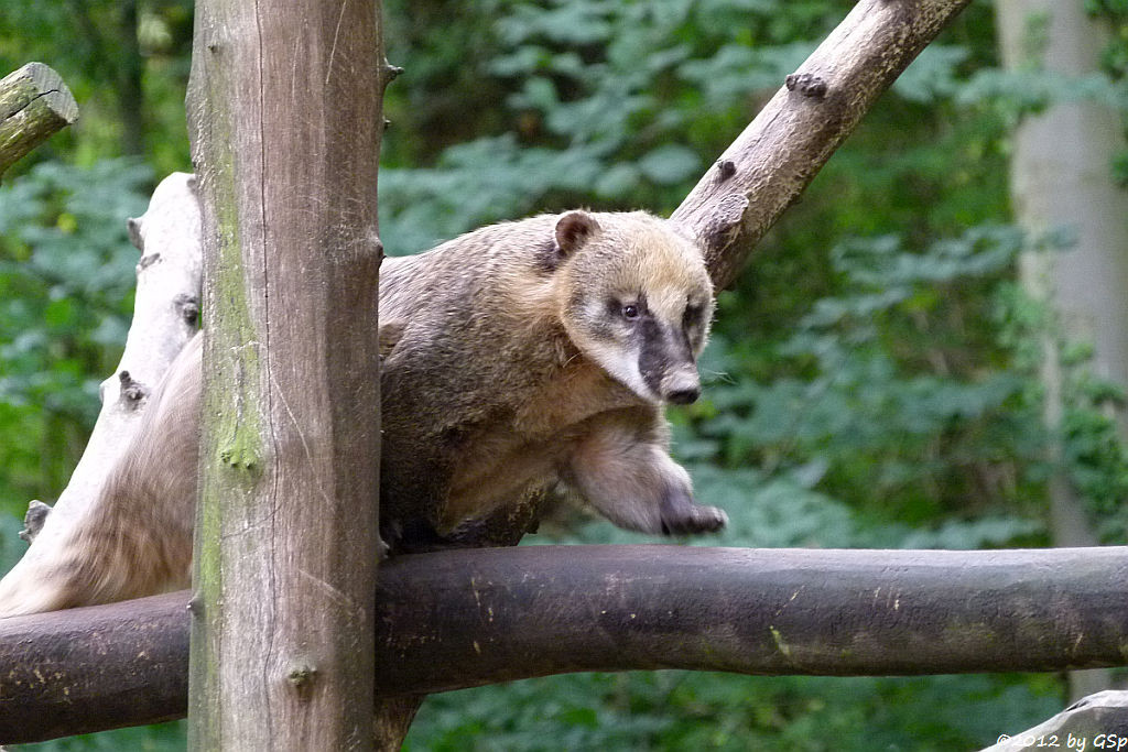 Nasenbär