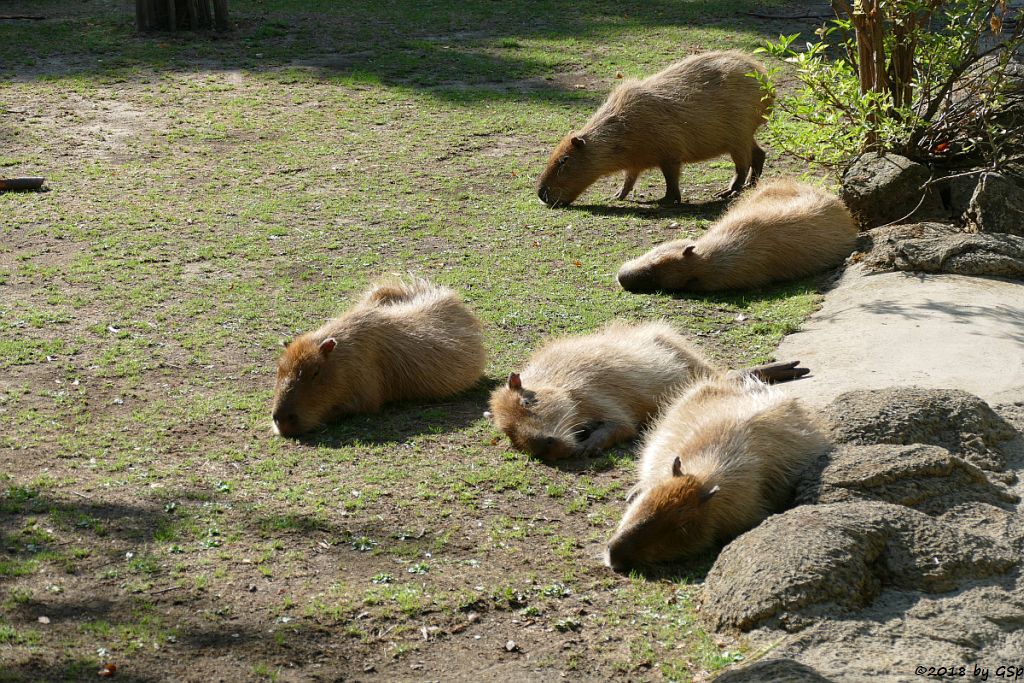 Wasserschwein (Capybara)