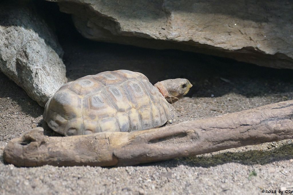 Glattrand-Gelenkschildkröte