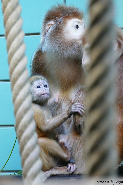 Schwarzer Haubenlangur (Javanischer Haubenlangur, Budeng)