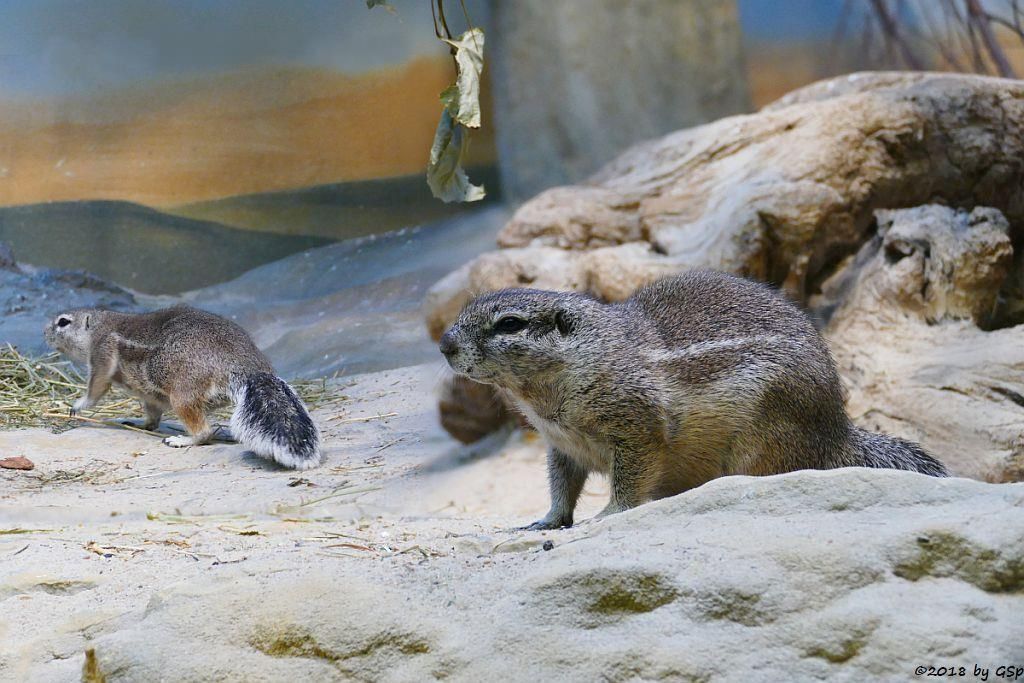 Kap-Borstenhörnchen