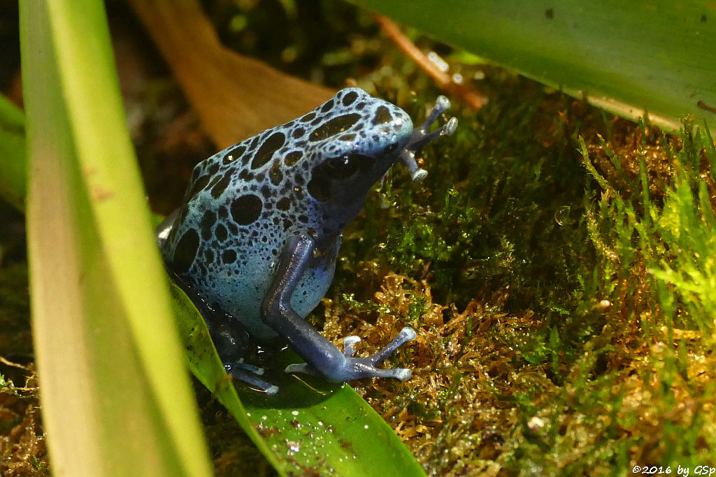 Blauer Baumsteiger (Azurblauer Pfeilgiftfrosch)