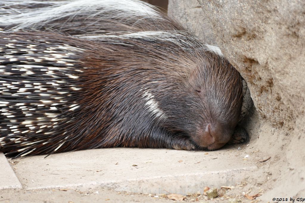 Südafrikanisches Stachelschwein (Kap-Stachelschwein)