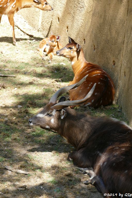 Westliche Sitatunga, Jungtier geb. 16.05.19