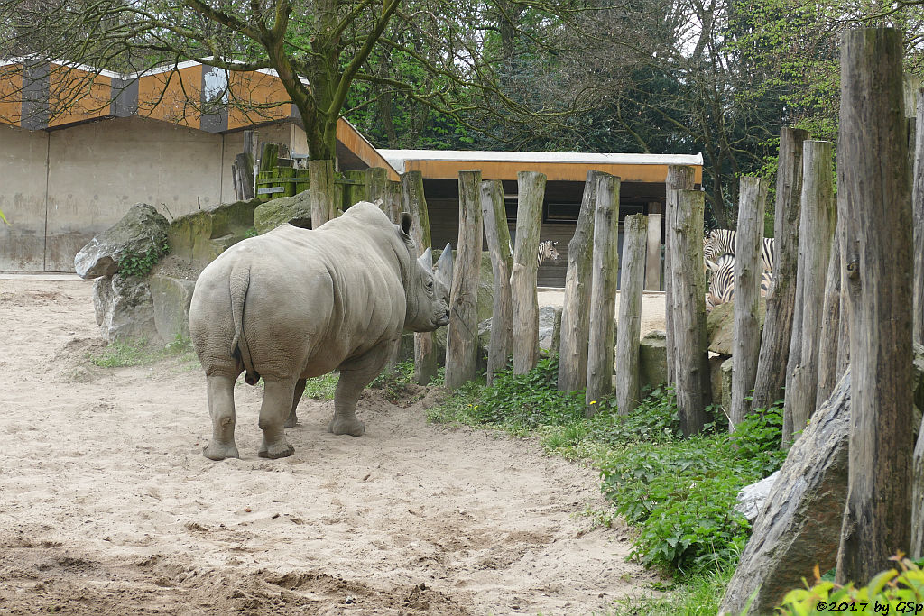 Südliches Breitmaulnashorn