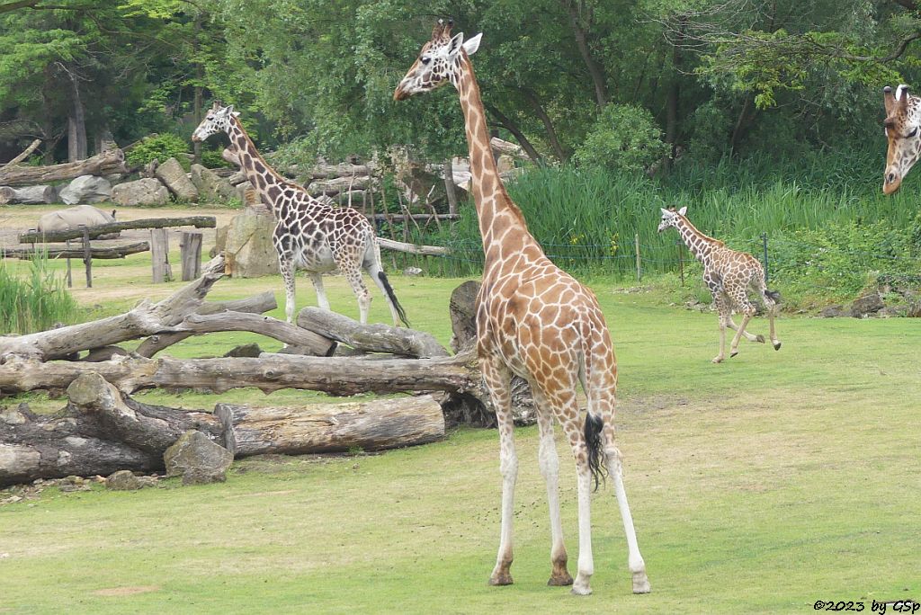 Rothschildgiraffe (Uganda-Giraffe, Baringo-Giraffe), Jungtier geb. am 6.2.23