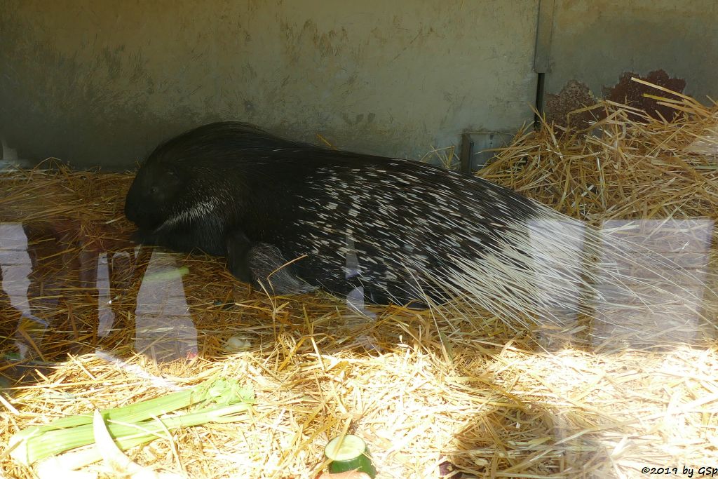 Weißschwanz-Stachelschwein (Indisches Stachelschwein), Jungtier 1 Tag alt