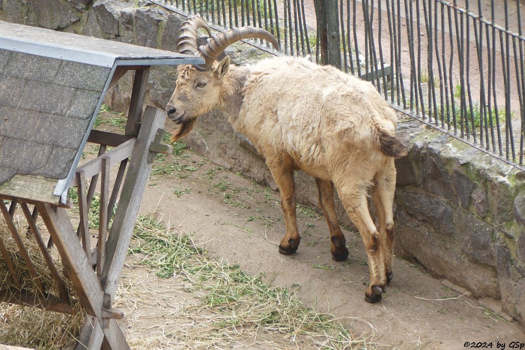 Zoo Halle: Westkaukasischer Steinbock (Kuban-Tur)