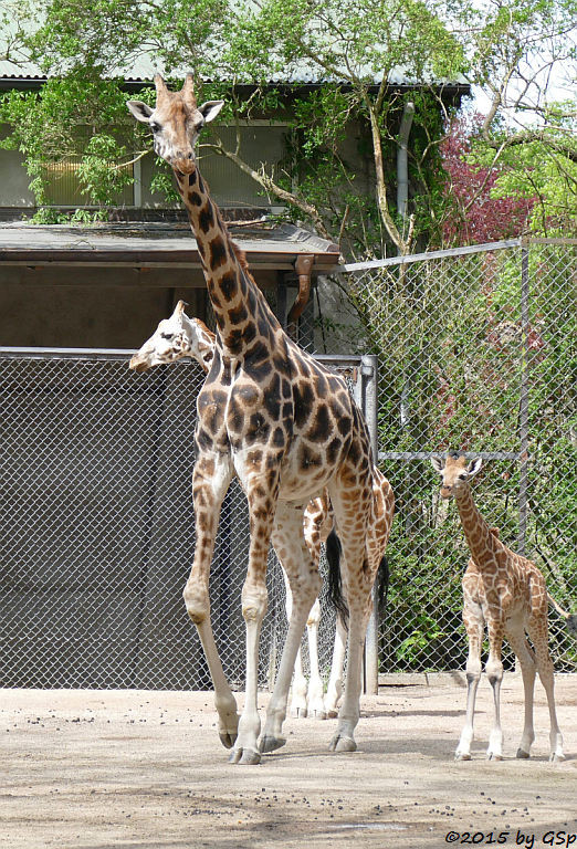 Rothschildgiraffe (NAKURU geb. am 10.04.15) , Großer Kudu