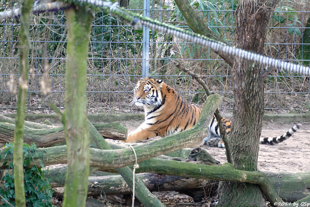 Amurtiger (Sibirischer Tiger, Mandschu-Tiger) SERGAN