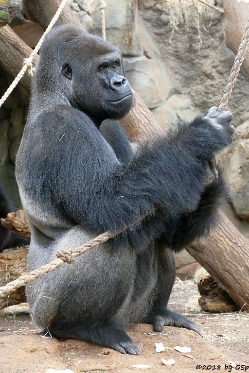 Flachlandgorilla VIATU