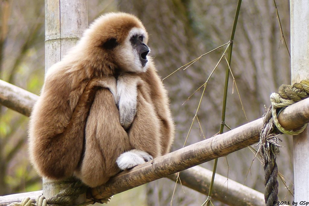 Weißhandgibbon (Lar)