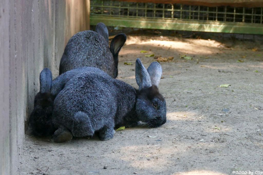 Deutsche Großsilber Kaninchen schwarz