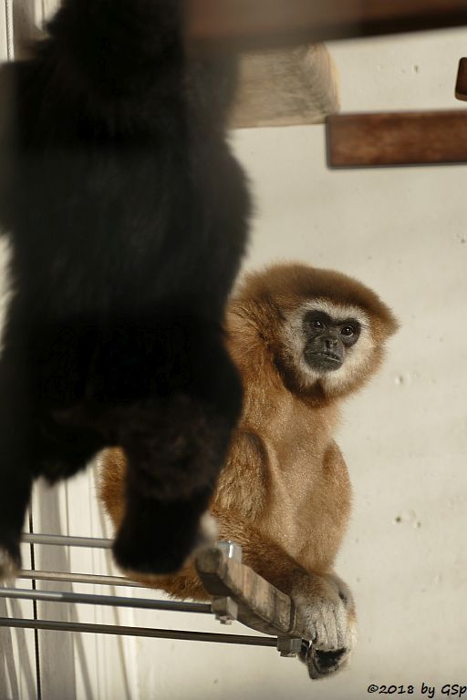 Weißhandgibbon (Lar)