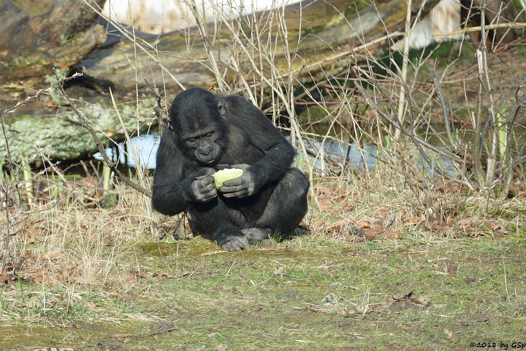 Flachlandgorilla