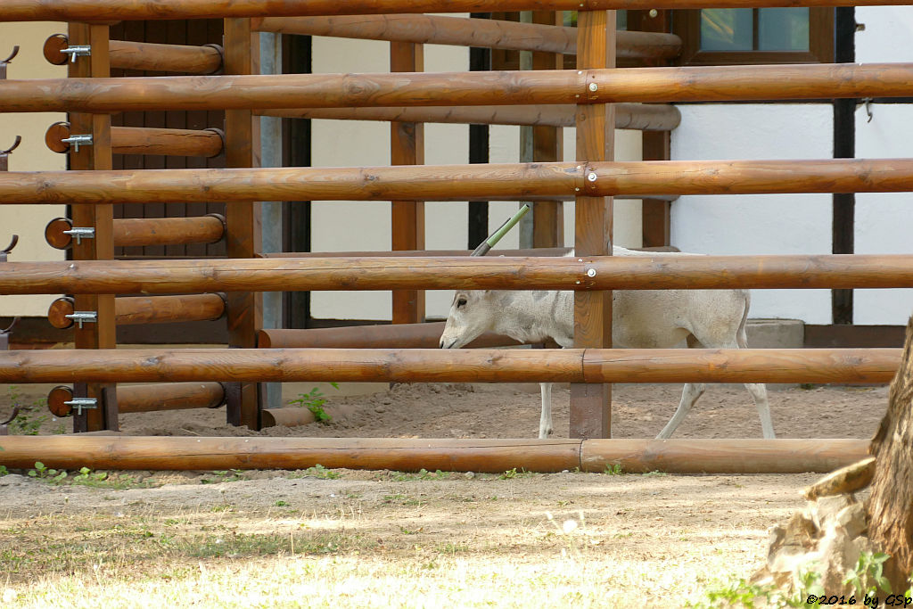 Mendesantilope (Addax)