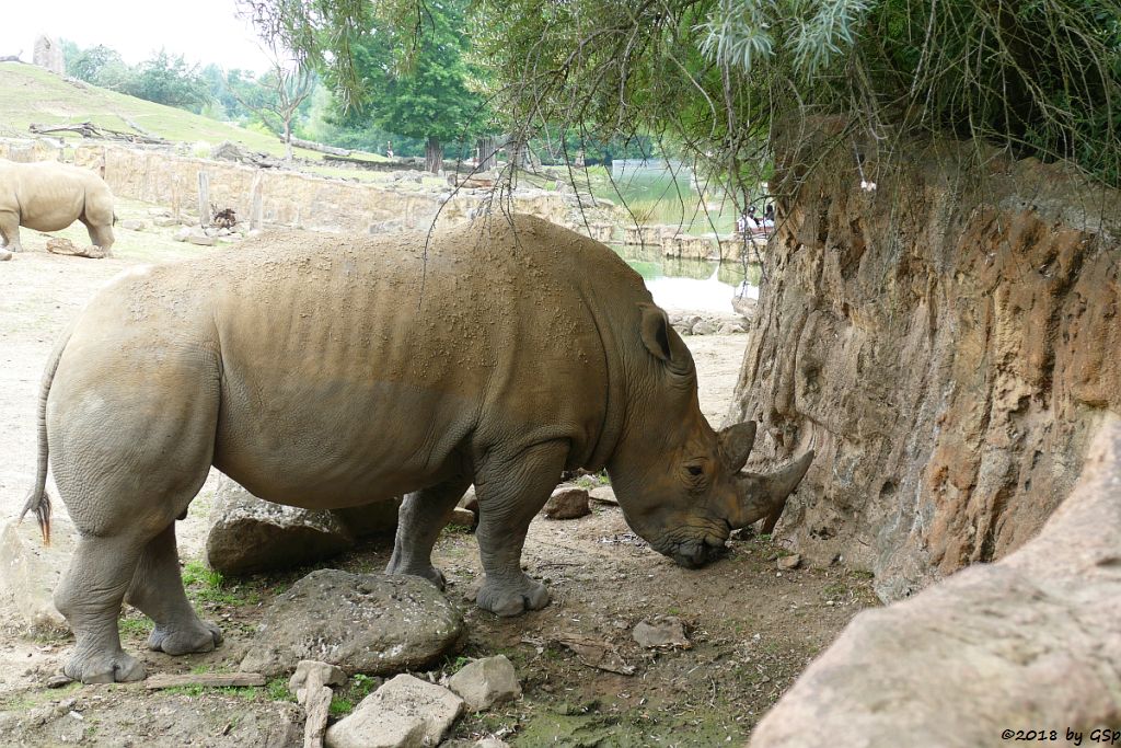 Südliches Breitmaulnashorn