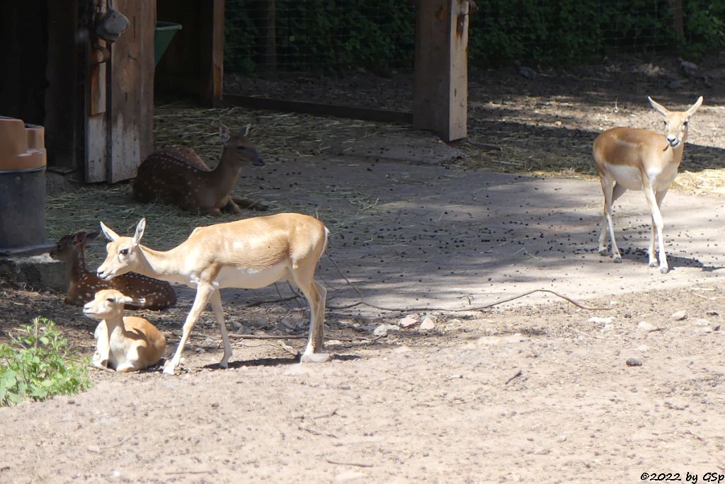 Hirschziegenantilope (Sasin), Vietnam-Sikahirsch