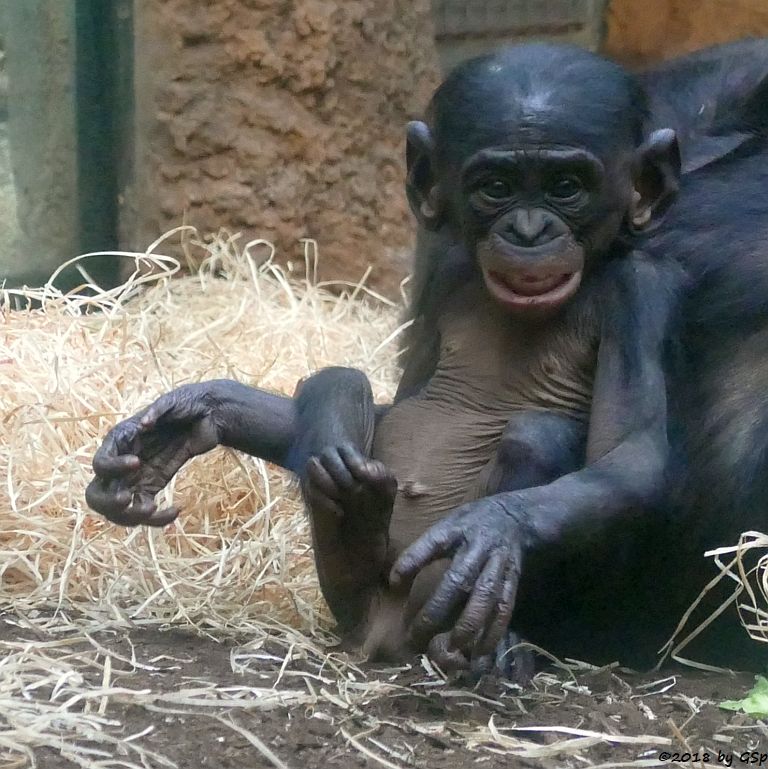 Bonobo (Zwergschimpanse)