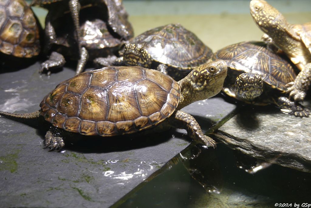 Europäische Sumpfschildkröte