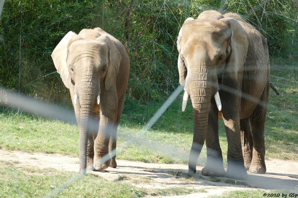 KARIBA, LILAK