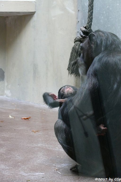 Westafrikanischer Schimpanse KITOKO mit Sohn OBAYE, geb. am 27.9.17