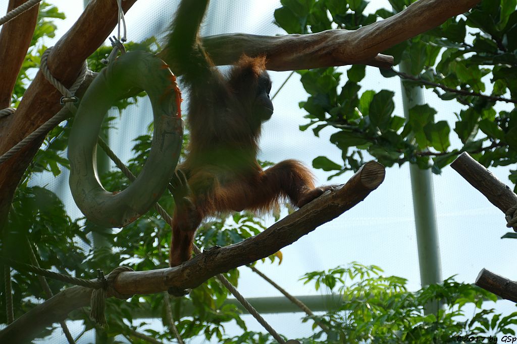 Sumatra-Orang-Utan