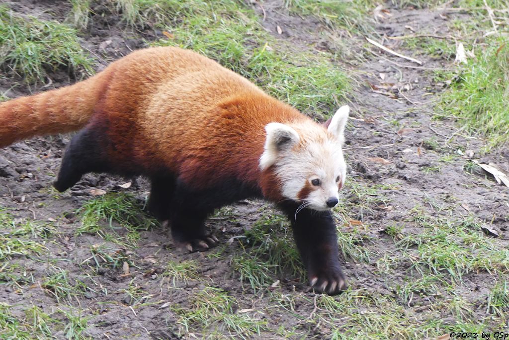 Westlicher Kleiner Panda (Westlicher Katzenbär, Nepalesischer Roter Panda)