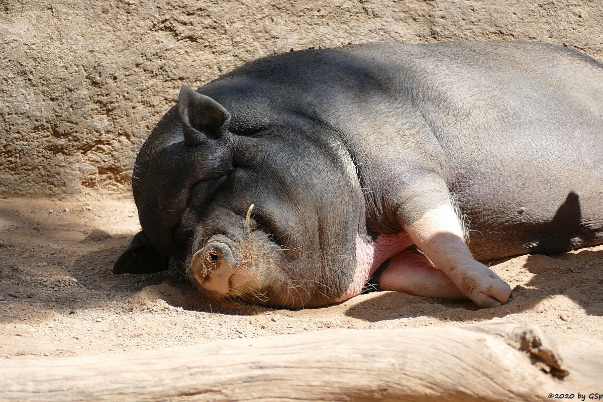 Vietnamesisches Hängebauchschwein