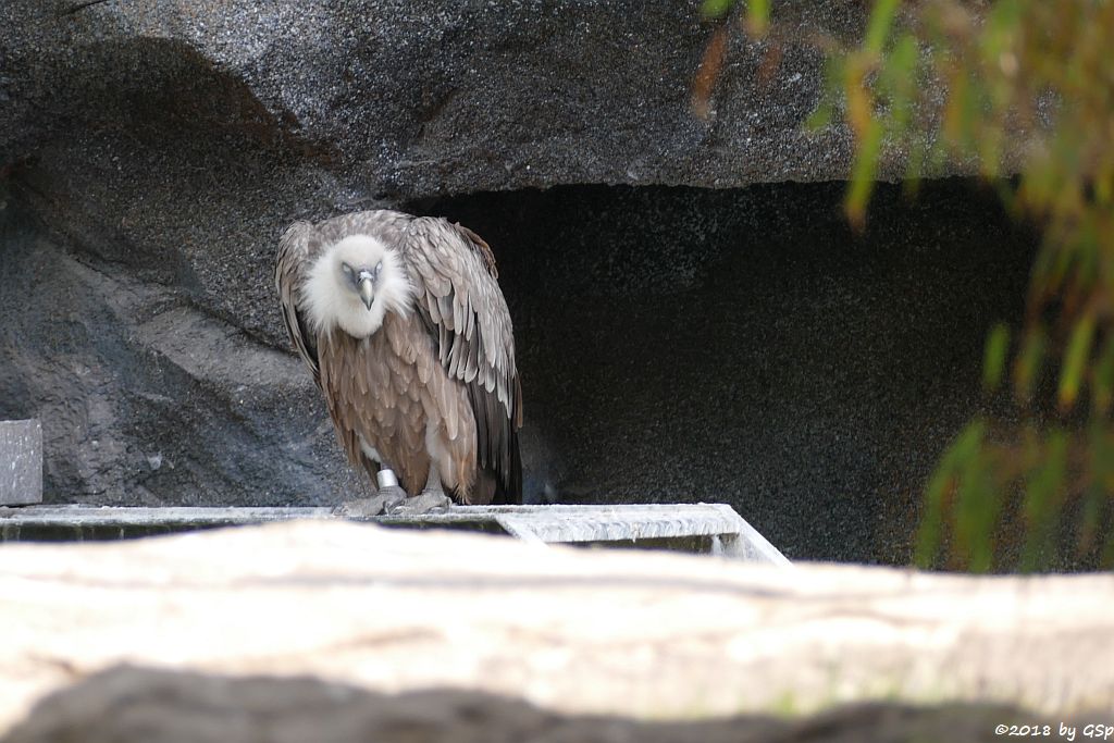 Westlicher Gänsegeier