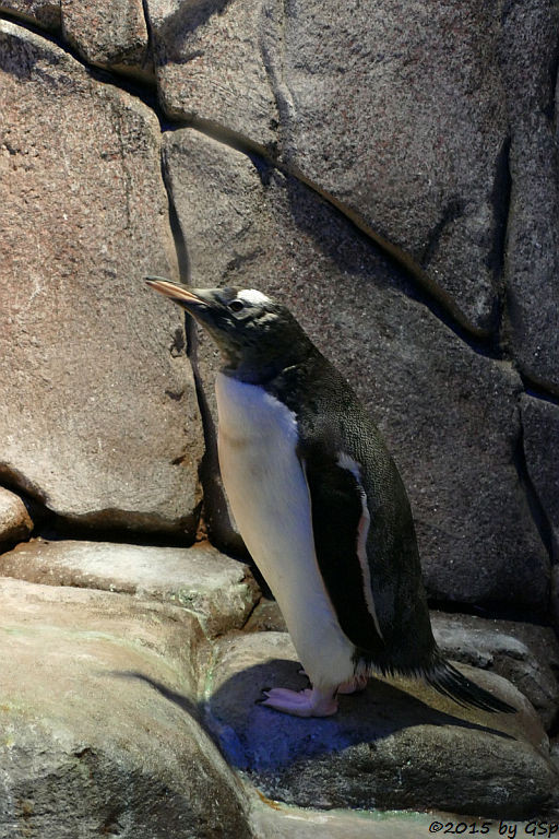 Eselspinguin