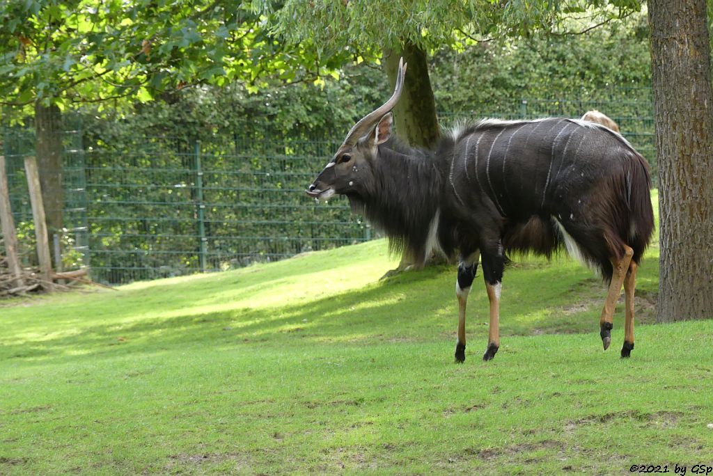 Nyala (Tieflandnyala, Flachlandnyala)