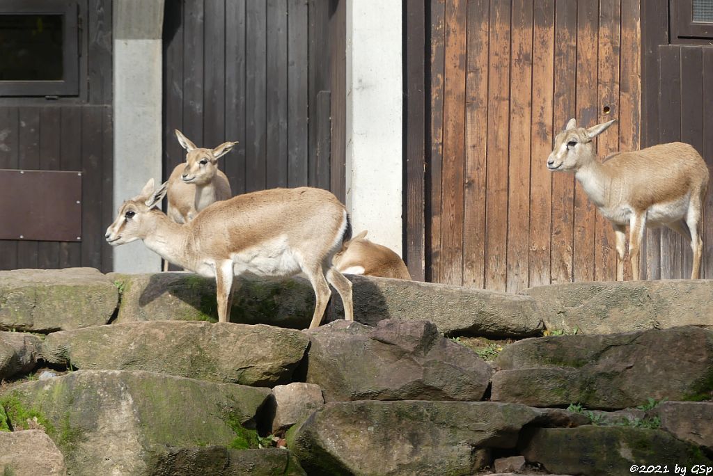 Persische Kropfgazelle