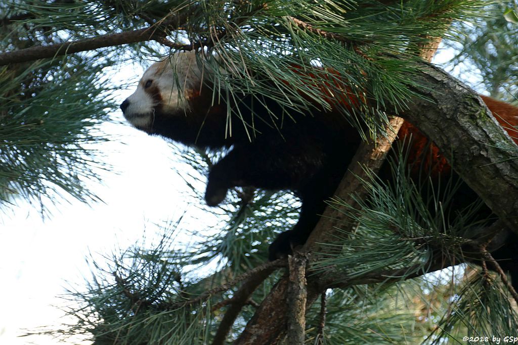 Westlicher Kleiner Panda (Westlicher Katzenbär, Nepalesischer Roter Panda)